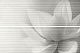 Декор Kerama Marazzi HGD\A200\2x\12102R Панно Борсари 50x75